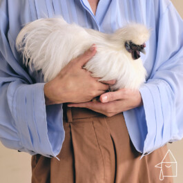 snakesandfunerals.at